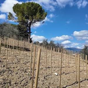 02-vigne-michelangelo-appena-piantata-14-marzo-2024 (1)