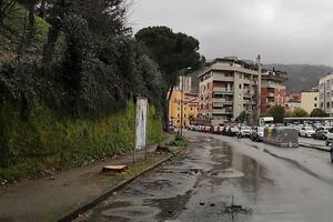 Che fine ha fatto il legno dei pini tagliati a Carrara? i dubbi del consigliere dell&#039;opposizione Filippo Mirabella