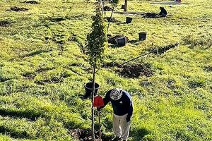 Il comune di Licciana Nardi ha 83 alberi in più per un futuro green