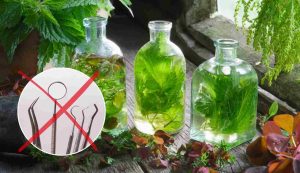 Infuso verde