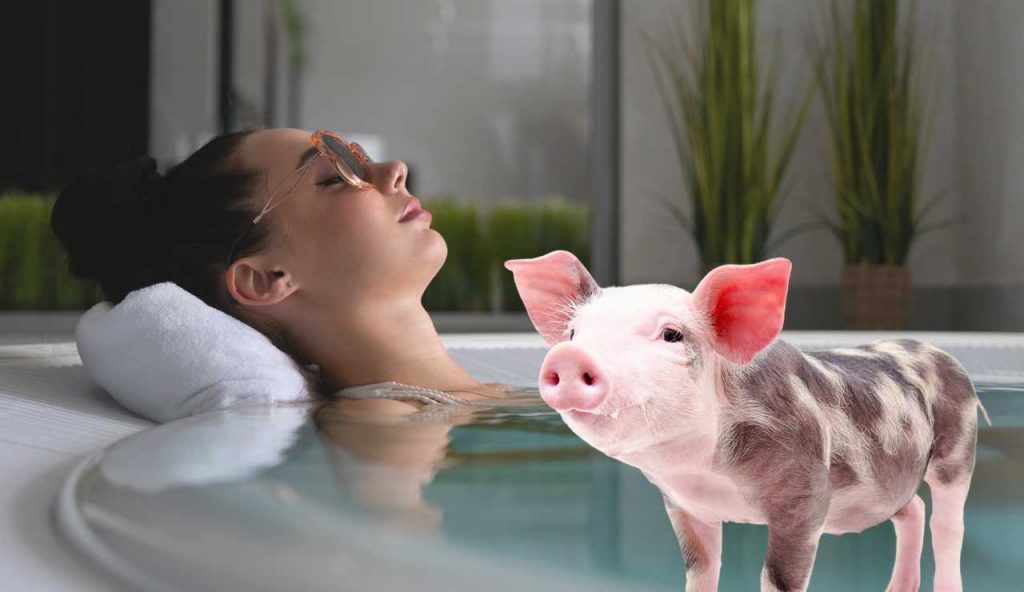 Porcino terapia