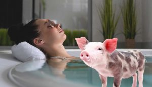 Porcino terapia