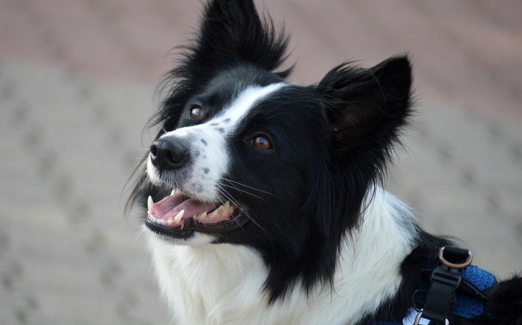 Border collie - Lagazzettadimassaecarrara.it