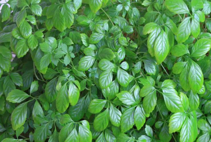 Gynostemma pentaphyllum