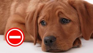 Legge sui cani