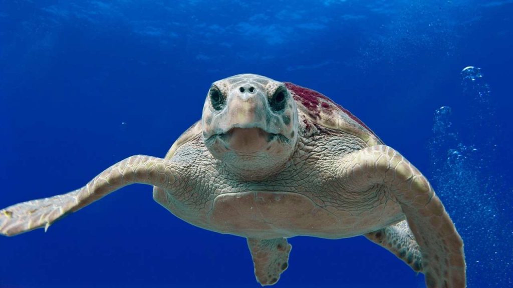 Tartaruga Caretta Caretta - Lagazzettadimassaecarrara.it