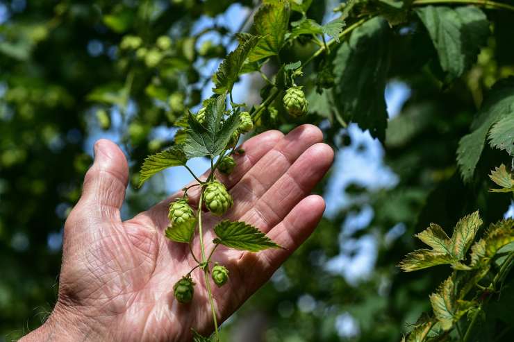 nuova pianta che ti fa guadagnare