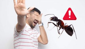 Allerta nuove specie formiche