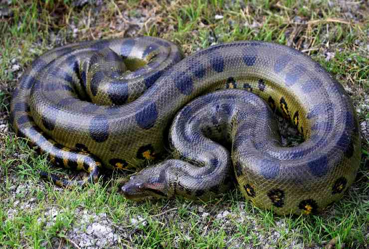 Anaconda