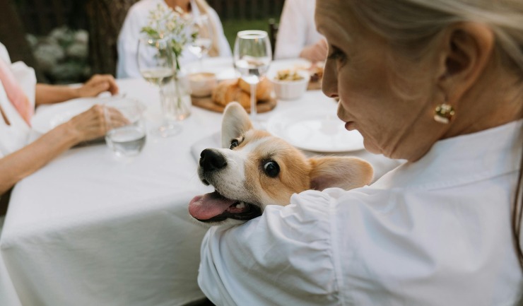 Cane di famiglia - Lagazzettadimassaecarrara.it