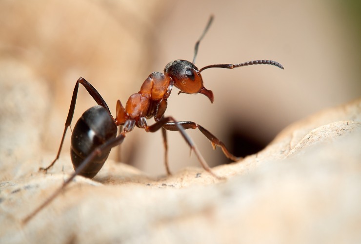 Formica rossa