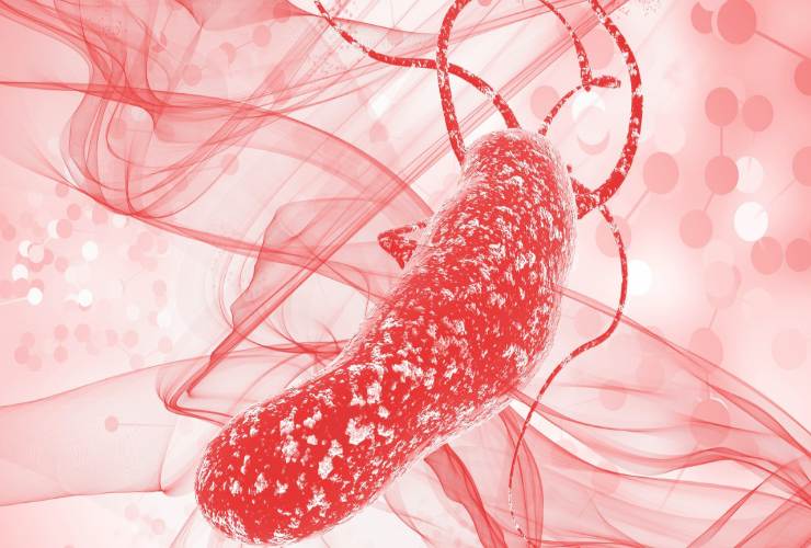 Helicobacter pylori