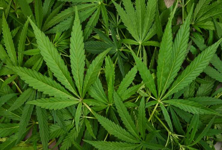 Marijuana