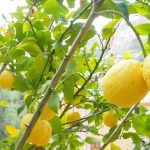 Verdello massese - Lagazzettadimassaecarrara.it
