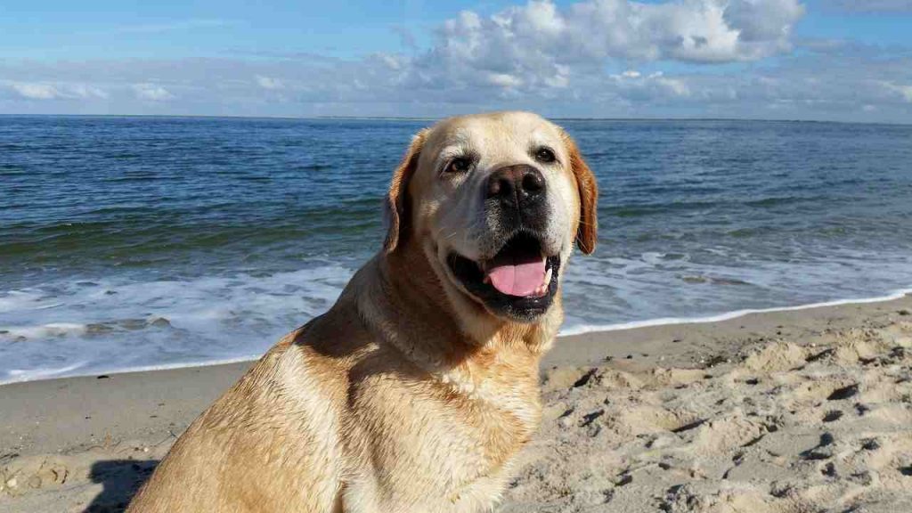 cane e regole al mare