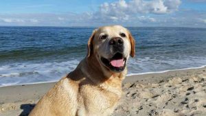 cane e regole al mare