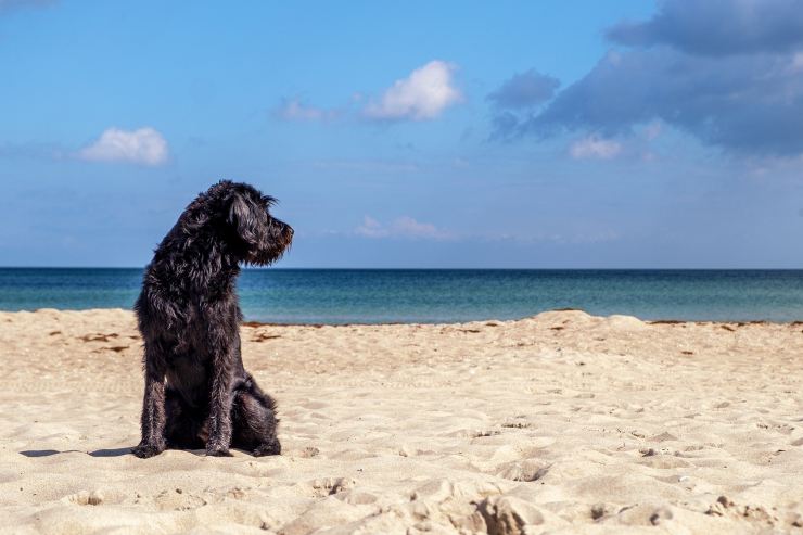 cane e regole al mare
