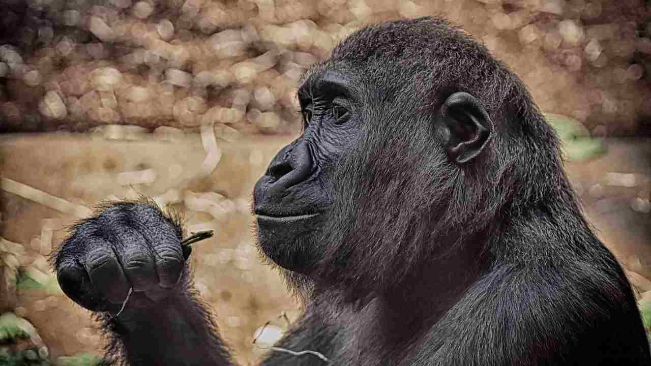 gorilla