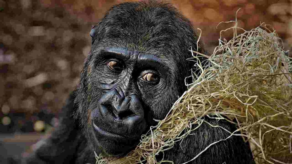 gorilla