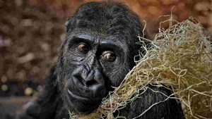 gorilla