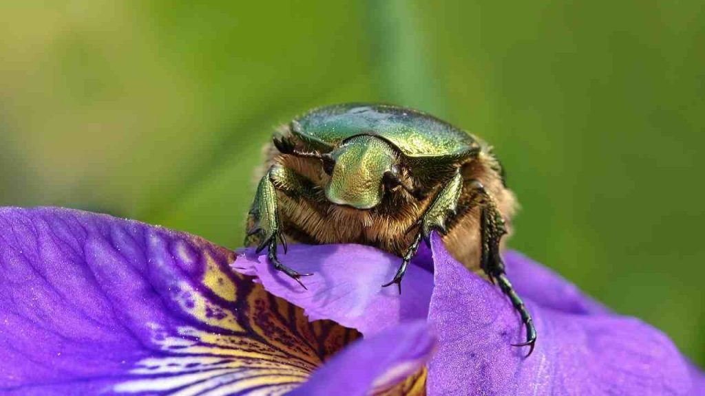 scarabeo