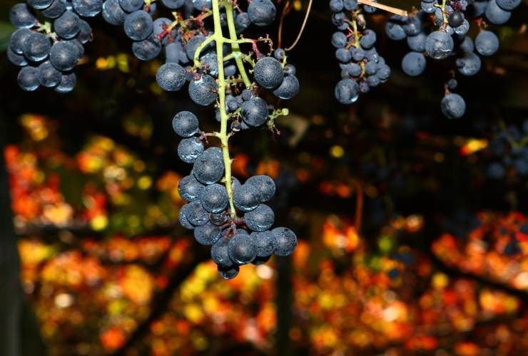 Acini d'uva - foto flickr - lagazzettadimassaecarrara.it
