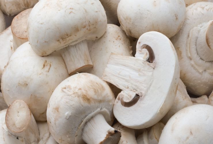 Funghi champignon