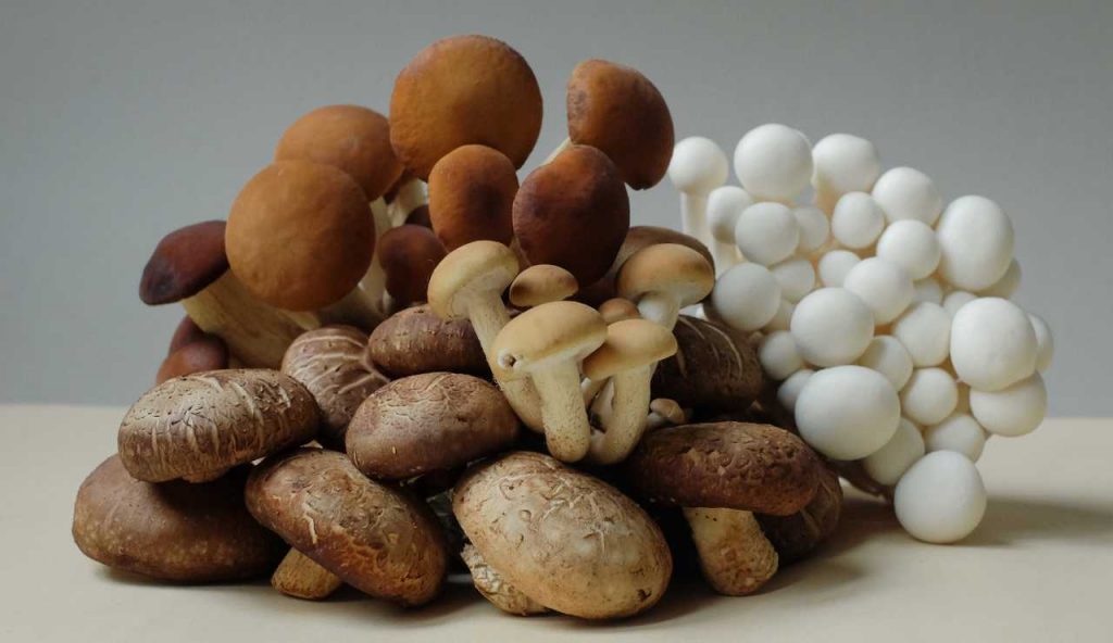 Funghi vari
