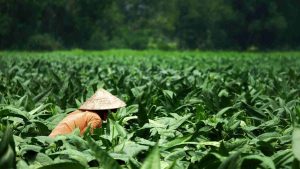 bonus agricoltori