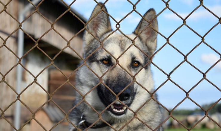 Cane al canile - Lagazzettadimassaecarrara.it