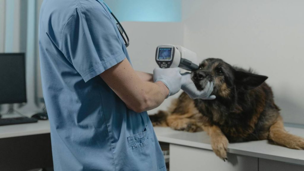 Ambulatorio veterinario - Lagazzettadimassaecarrara.it