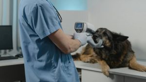 Ambulatorio veterinario - Lagazzettadimassaecarrara.it