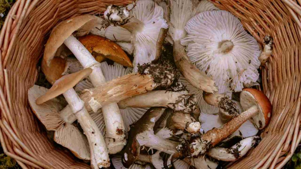 Cesto di funghi - Lagazzettadimassaecarrara.it