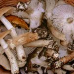 Cesto di funghi - Lagazzettadimassaecarrara.it