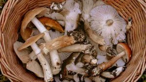 Cesto di funghi - Lagazzettadimassaecarrara.it